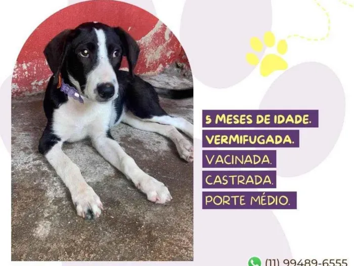 Cachorro ra a SRD-ViraLata idade 2 a 6 meses nome Princesa