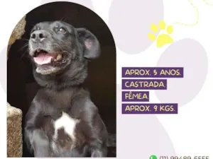 Cachorro raça SRD-ViraLata idade 5 anos nome Shena