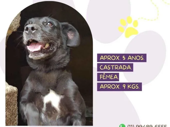 Cachorro ra a SRD-ViraLata idade 5 anos nome Shena