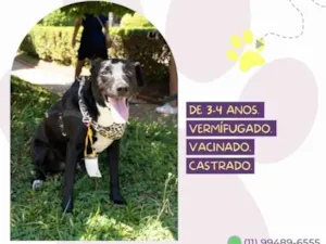 Cachorro raça SRD-ViraLata idade 3 anos nome Negão