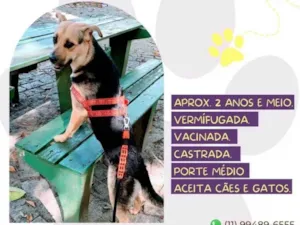 Cachorro raça SRD-ViraLata idade 2 anos nome Bela