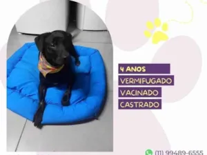 Cachorro raça SRD-ViraLata idade 4 anos nome Samuca