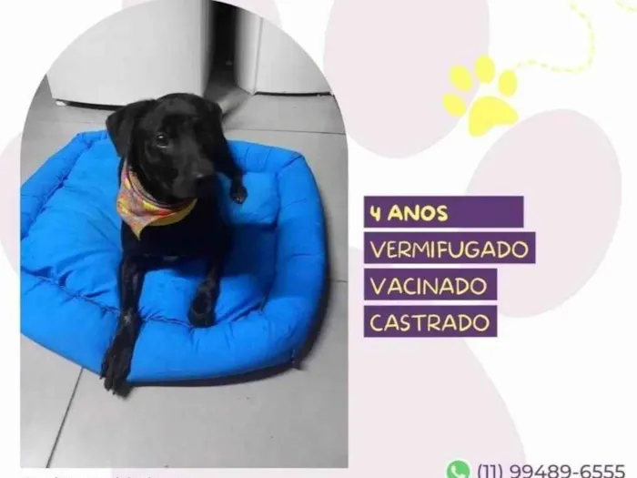 Cachorro ra a SRD-ViraLata idade 4 anos nome Samuca