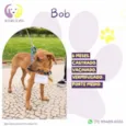 Bob