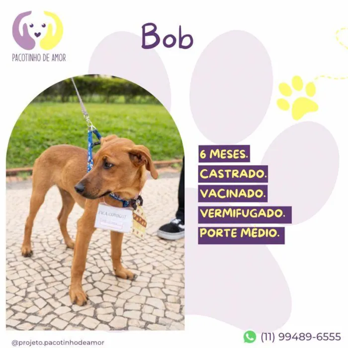 Cachorro ra a SRD-ViraLata idade 2 a 6 meses nome Bob
