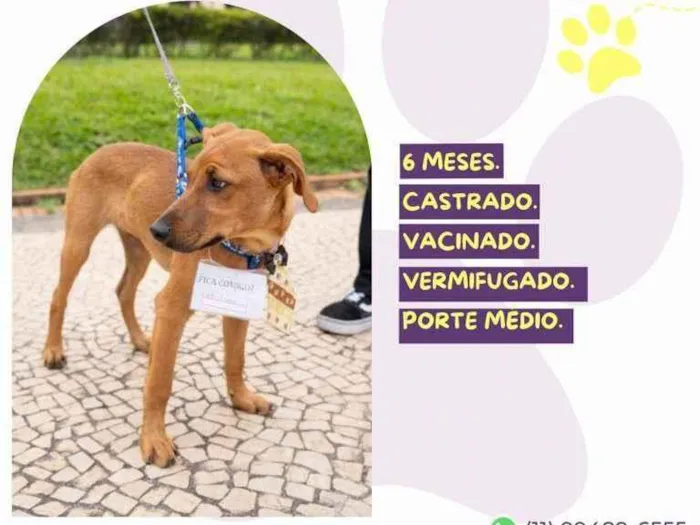 Cachorro ra a SRD-ViraLata idade 2 a 6 meses nome Bob