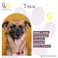 Teka