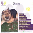Spike