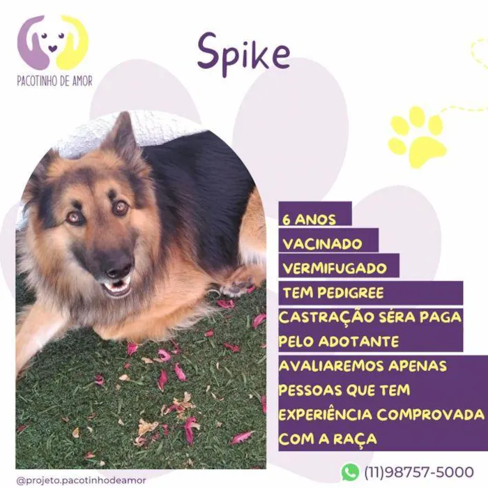 Cachorro ra a Pastor alemão idade 6 ou mais anos nome Spike