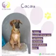 Cacau