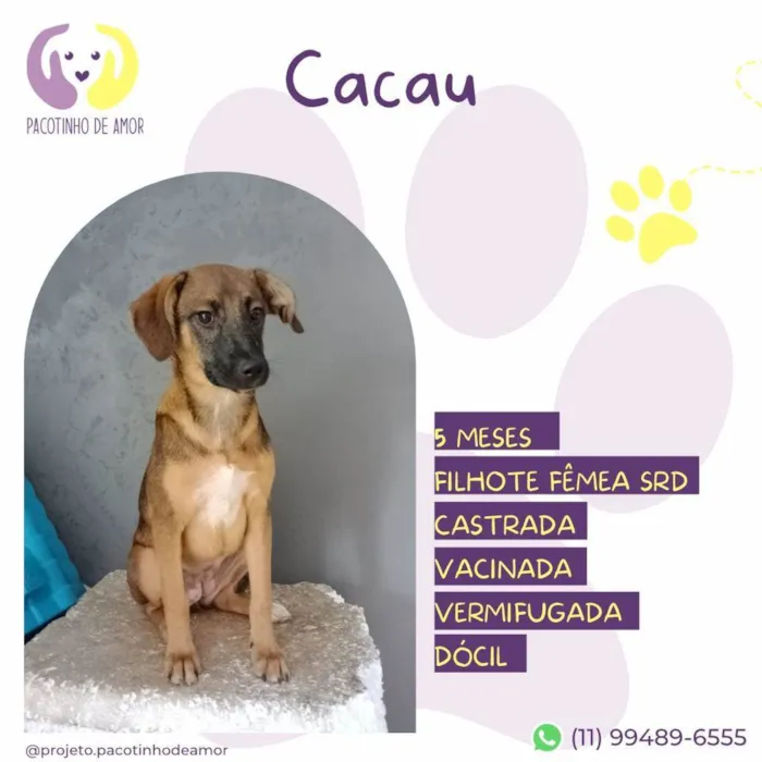 Cachorro ra a SRD-ViraLata idade 2 a 6 meses nome Cacau