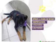 Gigante Emílio