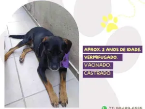 Cachorro raça SRD-ViraLata idade 1 ano nome Gigante Emílio