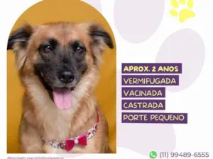 Cachorro raça SRD-ViraLata idade 2 anos nome Teka