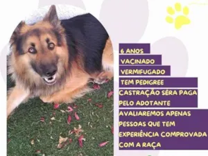 Cachorro raça Pastor alemão idade 6 ou mais anos nome Spike