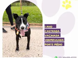 Cachorro raça SRD-ViraLata idade 1 ano nome Naomi