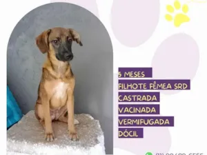 Cachorro raça SRD-ViraLata idade 2 a 6 meses nome Cacau