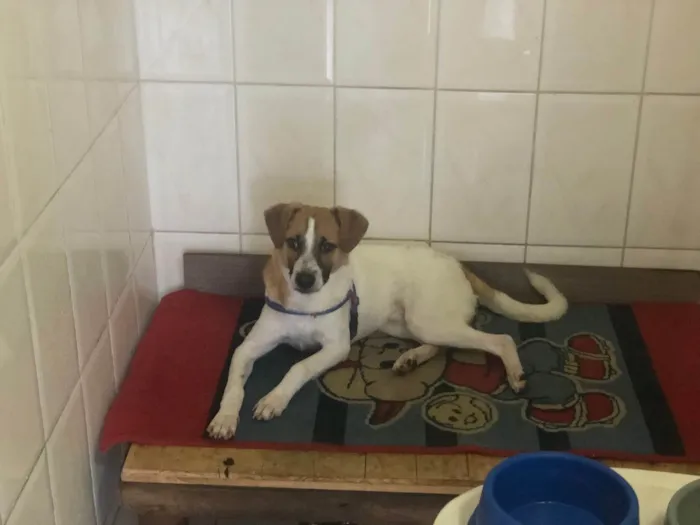 Cachorro ra a SRD-ViraLata idade 2 a 6 meses nome Bolt