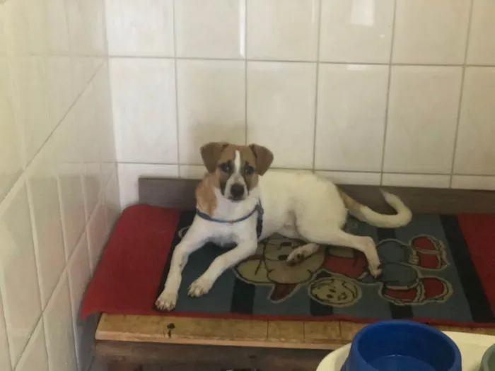 Cachorro ra a SRD-ViraLata idade 2 a 6 meses nome Bolt