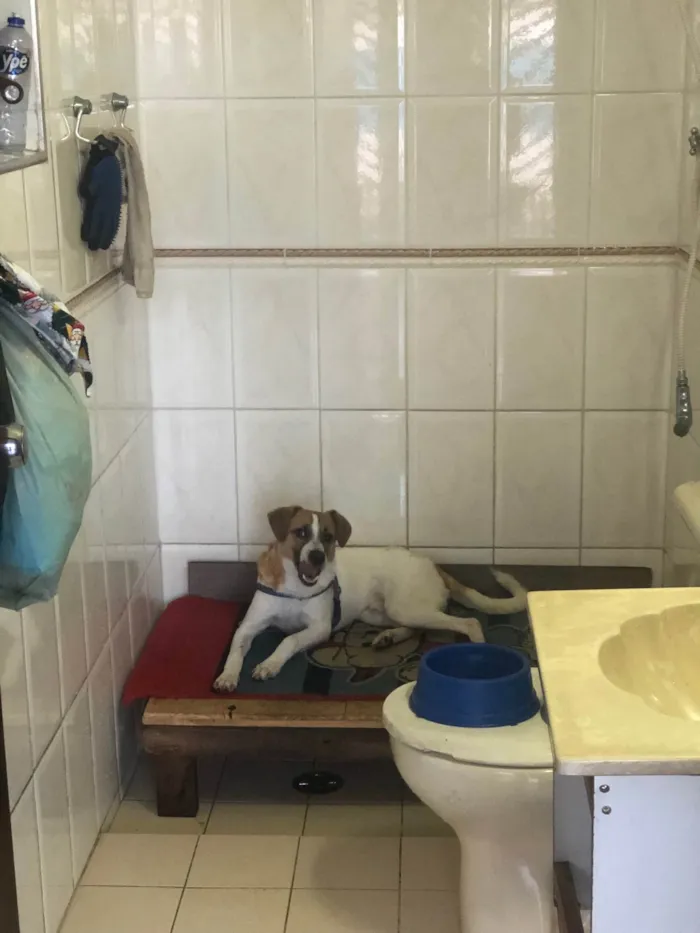 Cachorro ra a SRD-ViraLata idade 2 a 6 meses nome Bolt