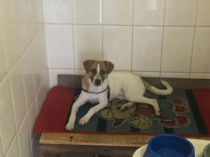 Cachorro ra a SRD-ViraLata idade 2 a 6 meses nome Bolt