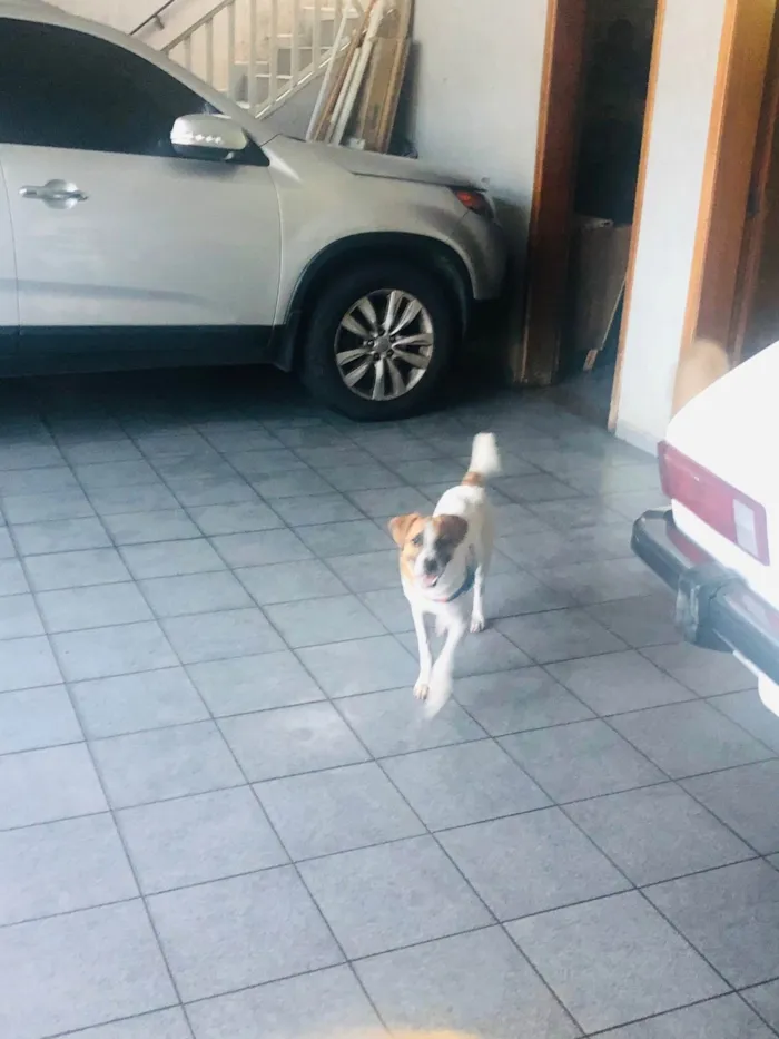 Cachorro ra a SRD-ViraLata idade 2 a 6 meses nome Bolt