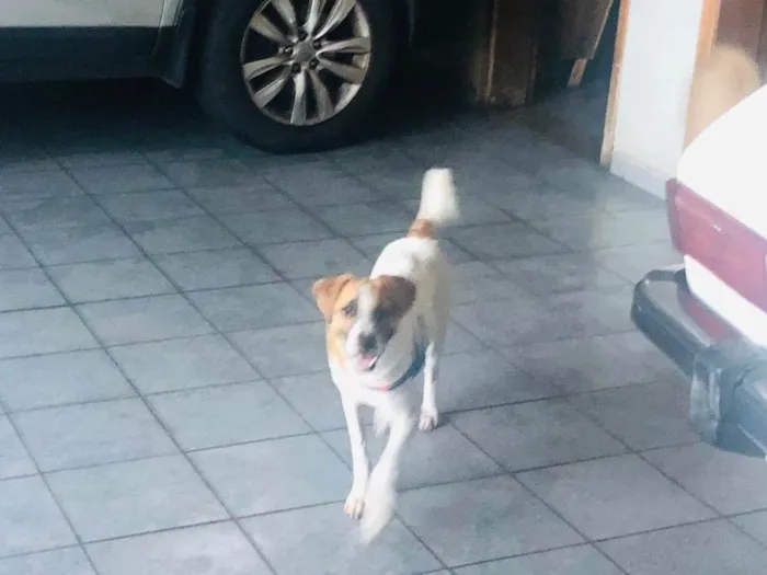 Cachorro ra a SRD-ViraLata idade 2 a 6 meses nome Bolt