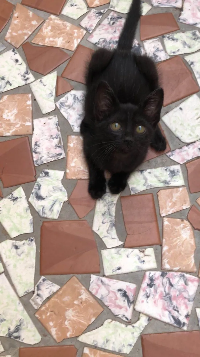 Gato ra a SRD-ViraLata idade Abaixo de 2 meses nome Elvis