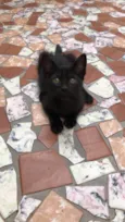 Elvis