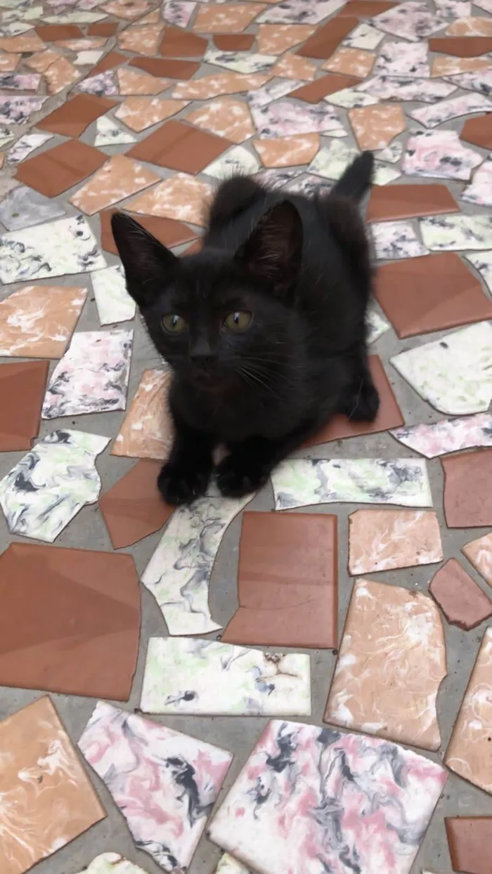 Gato ra a SRD-ViraLata idade Abaixo de 2 meses nome Elvis
