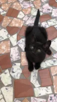 Elvis