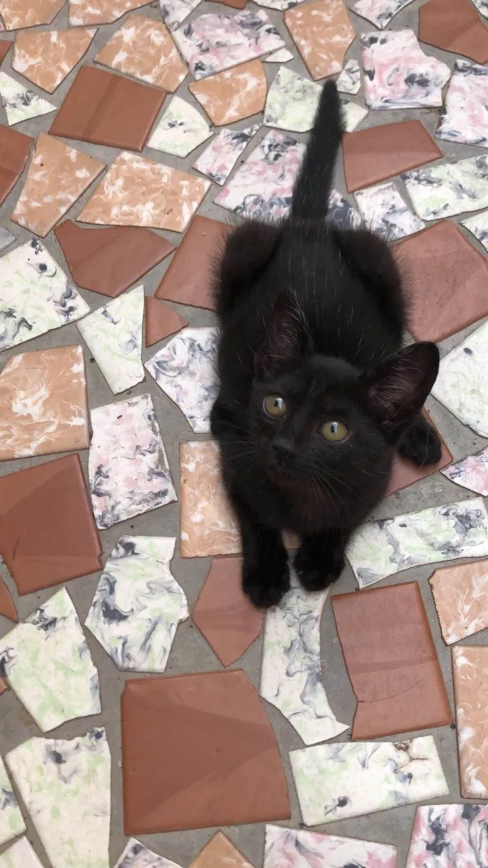 Gato ra a SRD-ViraLata idade Abaixo de 2 meses nome Elvis