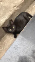 Elvis