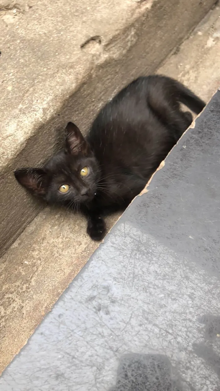 Gato ra a SRD-ViraLata idade Abaixo de 2 meses nome Elvis