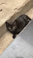 Elvis