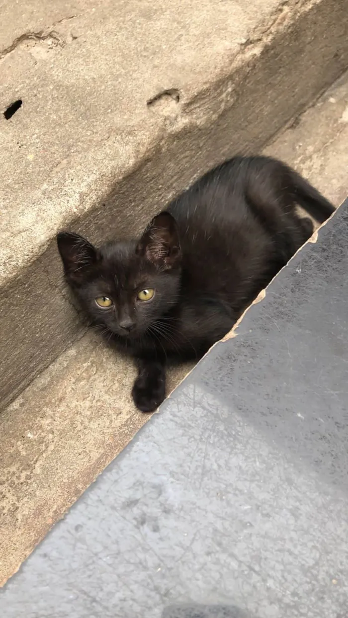 Gato ra a SRD-ViraLata idade Abaixo de 2 meses nome Elvis
