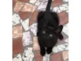 Elvis