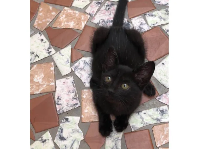 Gato ra a SRD-ViraLata idade Abaixo de 2 meses nome Elvis