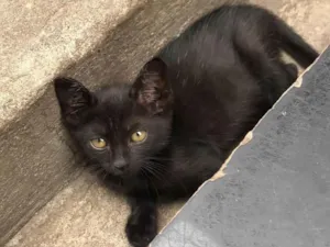 Gato raça SRD-ViraLata idade Abaixo de 2 meses nome Elvis