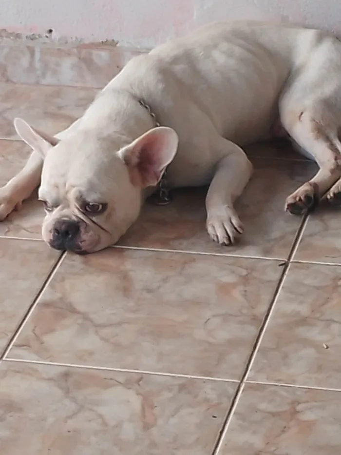 Cachorro ra a Bulldog francês  idade 3 anos nome Mailon