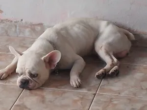 Cachorro raça Bulldog francês  idade 3 anos nome Mailon