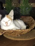 Mia