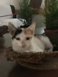 Mia