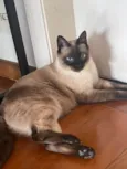 Amora