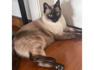 Gato raça Siamês idade 2 anos nome Amora