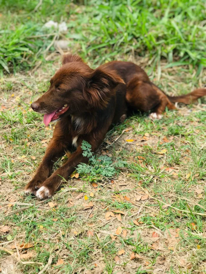 Cachorro ra a Srd idade 3 anos nome Diva