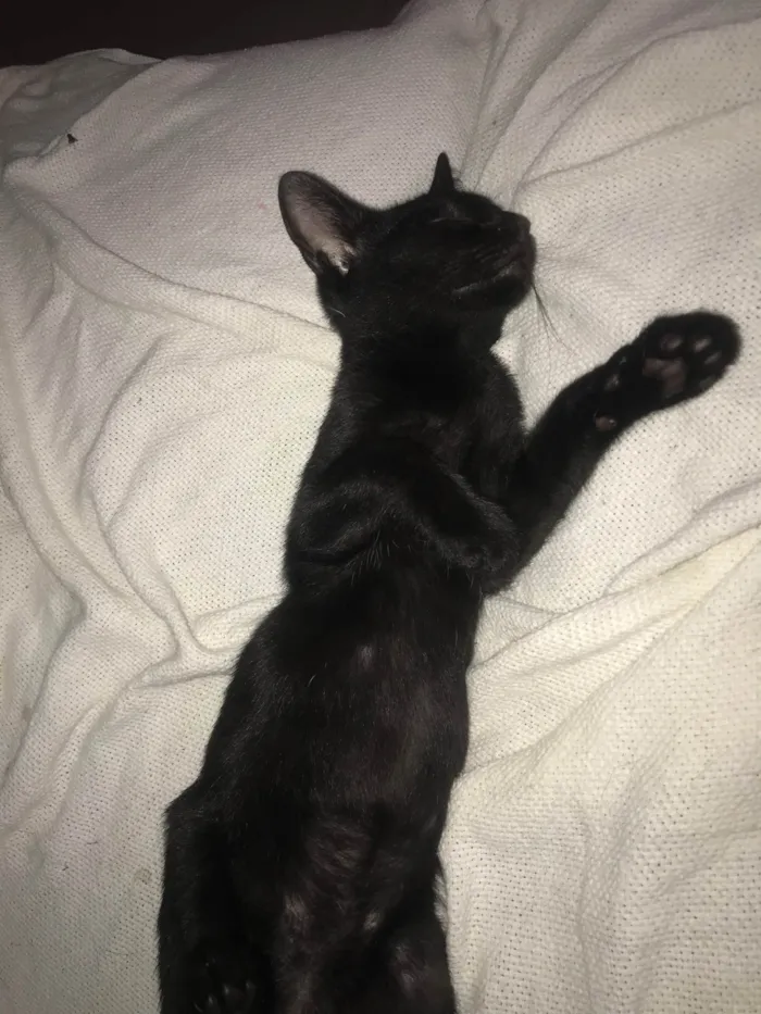 Gato ra a Srd idade 2 a 6 meses nome Luff