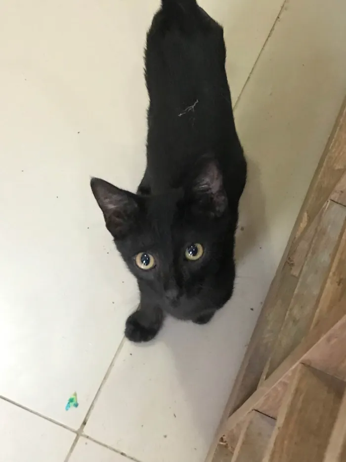 Gato ra a Srd idade 2 a 6 meses nome Luff