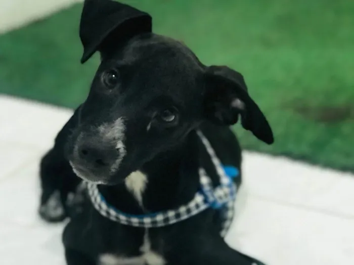 Cachorro ra a Srd  idade 2 a 6 meses nome Pietra 