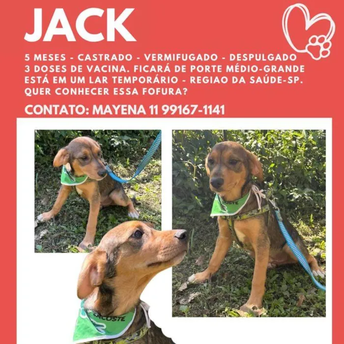 Cachorro ra a SRD-ViraLata idade 7 a 11 meses nome Jack